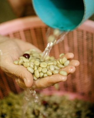 ☕ Jak se zpracovává káva? Než se z kávové třešně stane vaše oblíbená ranní dávka energie, projde si náročnou cestou. A...